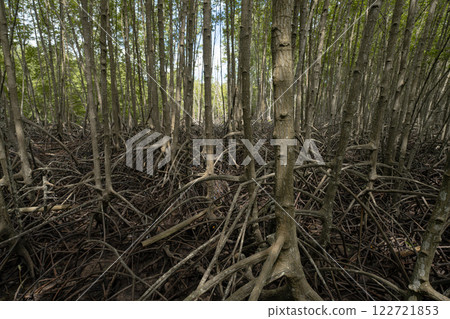 Mangrove tree roots in coastal wetland. Natural carbon sink supporting diverse marine life. Sustainable ecosystem demonstrating effective carbon capture and storage in fight against global warming. 122721853