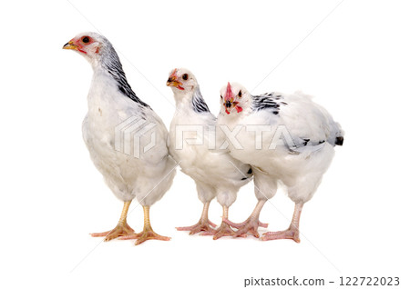 Chickens on white background Chickens on white background 122722023