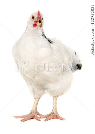 Hen on white background 122722025