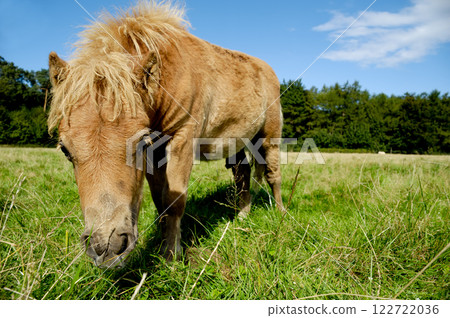 Foal is eating grass Foal is eating grass 122722036