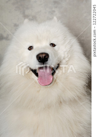 Face of happy samoyed dog Face of happy samoyed dog 122722045