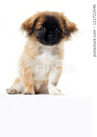 Puppy dog and blank sign 122722046