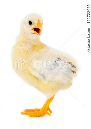Chicken baby Chicken baby 122722055