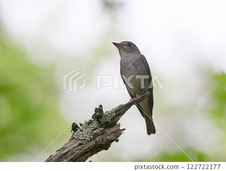 Kosametepataki Kosametepataki 122722177