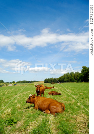 Cows on green grass Cows on green grass 122722195