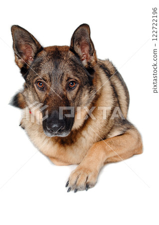 German shepherd dog on white background German shepherd dog on white background 122722196