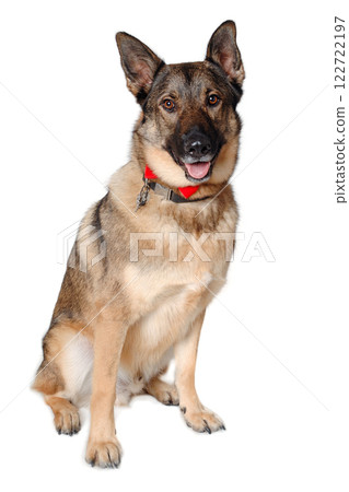 German shepherd dog on white background German shepherd dog on white background 122722197