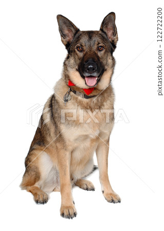 German shepherd dog on white background German shepherd dog on white background 122722200