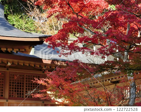 Autumn leaves 122722528