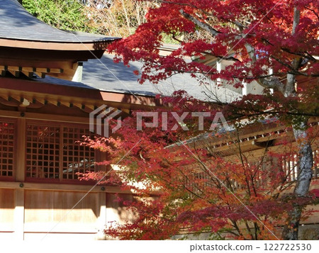 Autumn leaves 122722530