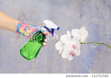 Woman spraying an orchid flowers. Taking care for house plants. Woman spraying an orchid flowers. Taking care for house plants. 122722569
