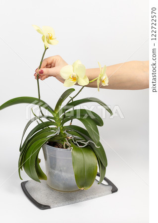 Woman's hand holding a branch of Phalaenopsis orchid flower on the white background. 122722570
