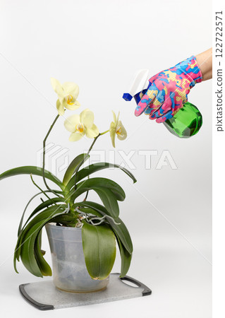 Woman spraying an orchid in the flower pot. Taking care for house plants. 122722571