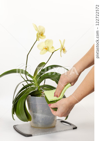Woman cleaning leaves of the Phalaenopsis orchid flower. 122722572