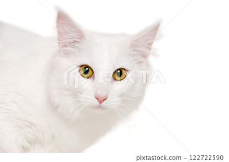 Face of a white cat on white background 122722590