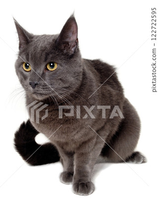 Gray cat sitting on a clean white background 122722595