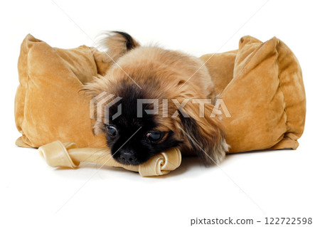 Puppy dog eating bone Puppy dog eating bone 122722598