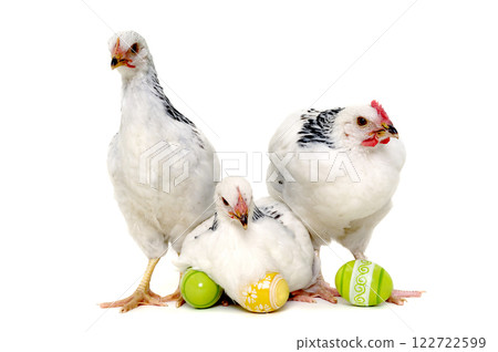 Chickens and easter eggs 122722599
