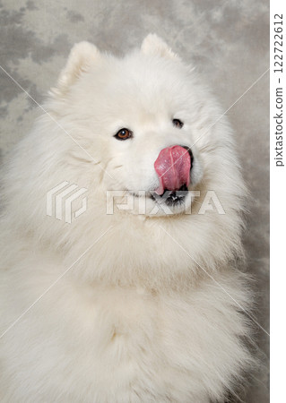 Face of samoyed dog Face of samoyed dog 122722612