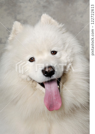 Face of happy samoyed dog Face of happy samoyed dog 122722613