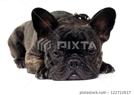 French Bulldog dog on white background French Bulldog dog on white background 122722617