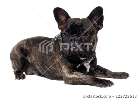 French Bulldog dog on white background French Bulldog dog on white background 122722618