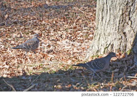 A pair of turtle doves walking through the park in search of food 122722706
