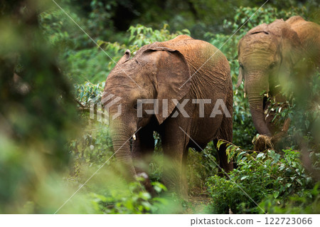 Kenya Photographers By Antony Trivet Photography 122723066