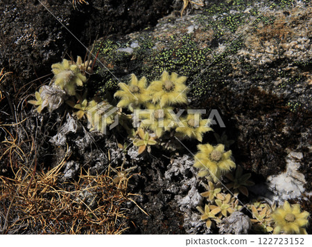 Pretty furry flowers growing high up in the Himalayas, Nepal. Pretty furry flowers growing high up in the Himalayas, Nepal. 122723152