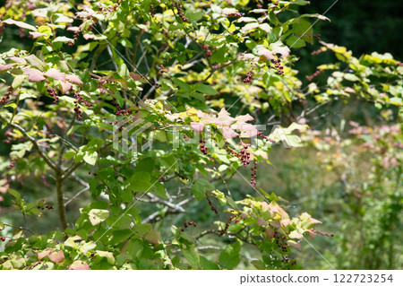 Natsuhaze's fruit 122723254