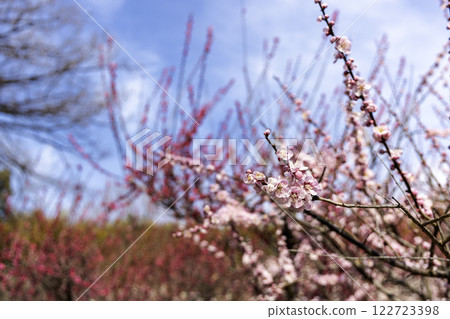 Early spring scenery with blue skies, bamboo forests and red plum blossoms Early spring scenery with blue skies, bamboo forests and red plum blossoms 122723398