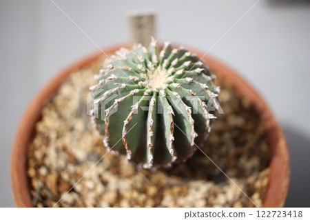 Cactus Mexicana Geohintnia 122723418