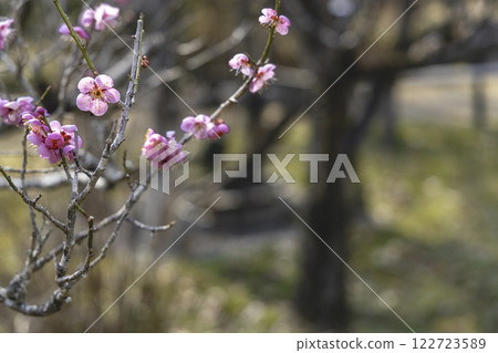 Pink plum blossoms in early spring 122723589