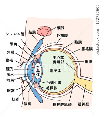 眼睛的解剖結構 | 視神經、角膜和水晶體的結構 122723603