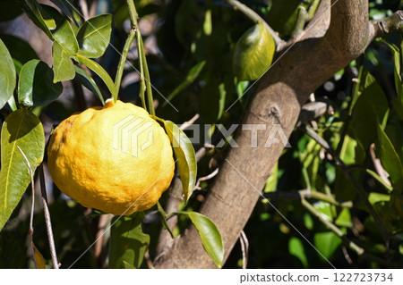 石獅柚子 122723734