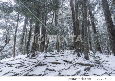 Kurama Temple: The inner shrine approach to the temple, a path made of tree roots covered in snow Kurama Temple: The inner shrine approach to the temple, a path made of tree roots covered in snow 122723988
