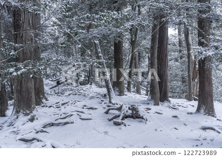 鞍馬寺：通往寺廟的內殿道路，由被雪覆蓋的樹根鋪成 122723989