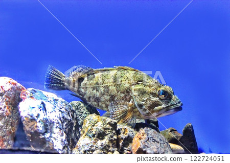 Rockfish Aquarium 122724051