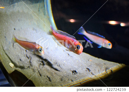 Amadai Aquarium 122724239