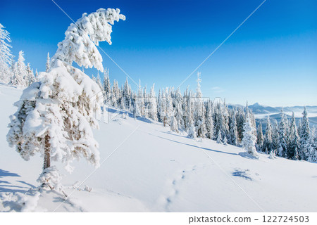 Fantastic winter landscape. Magic sunset in the mountains a frosty day. On the eve of the holiday. The dramatic scene. Carpathian, Ukraine, Europe. Fantastic winter landscape. Magic sunset in the mountains a frosty day. On the eve of the holiday. The dramatic scene. Carpathian, Ukraine, Europe. 122724503