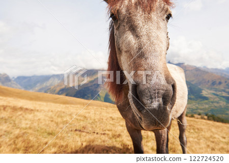 A bay and white colored horse with a long Blonde mane 122724520