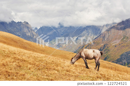 Horse walking in field 122724521
