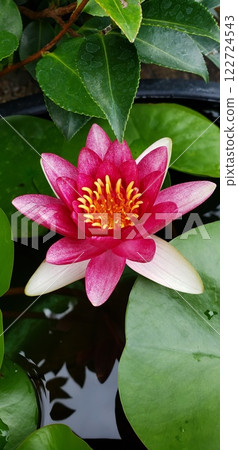 Red lily lot 122724543