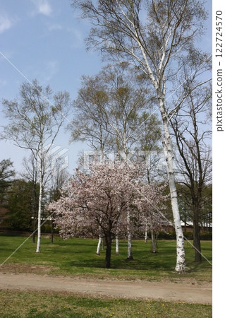 北馬公園的櫻花和樺樹 122724570
