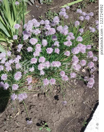 Blooming chive flowers in a garden bed. Blooming chive flowers in a garden bed. 122724992