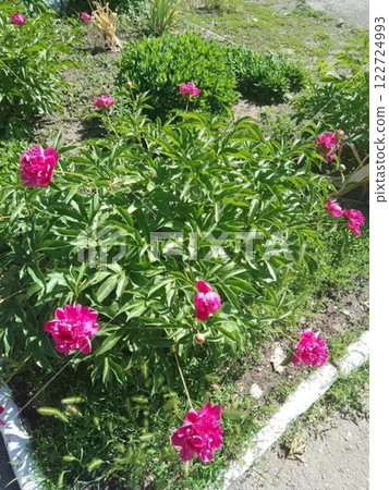 Pink peonies blooming in a lush green garden. Pink peonies blooming in a lush green garden. 122724993