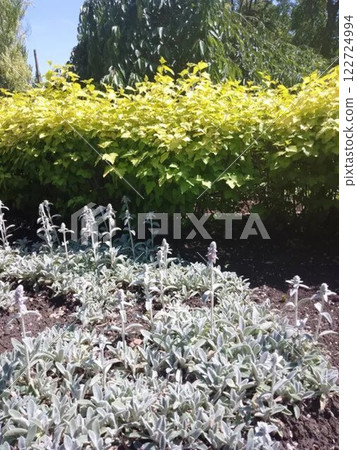 Garden with lamb's ear plants and green hedge.  122724994