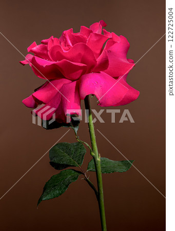 Beautiful Red Rose on brown Background Beautiful Red Rose on brown Background 122725004