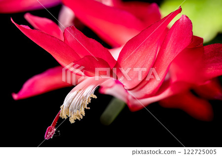 Vibrant Blooming Christmas Cactus black background 122725005