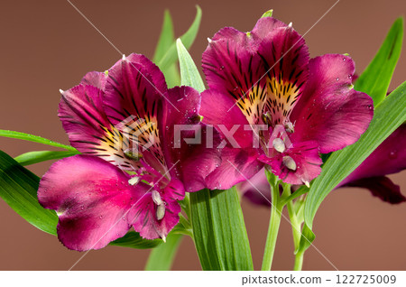 Dark Burgundy Alstroemeria on brown background 122725009